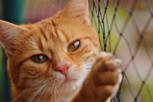 宠物猫被邻居高空扔下活活摔死 网友气愤行为可耻：为何虐猫